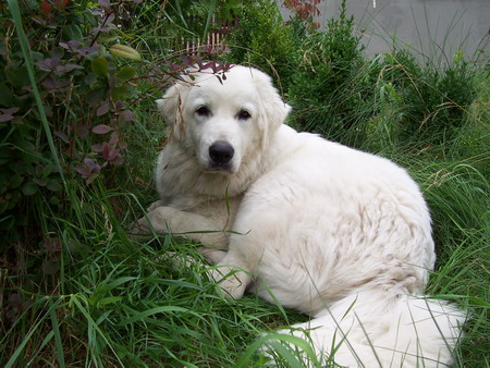 Emily z Dobieszowic Emili Emily z Dobieszowic Emili