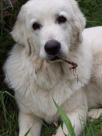 Owczarek Podhalański O mnie