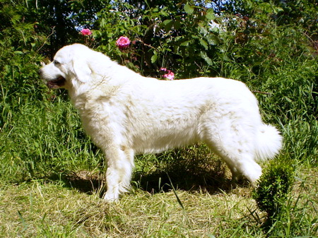 Emili z Dobieszowic Emili z Dobieszowic