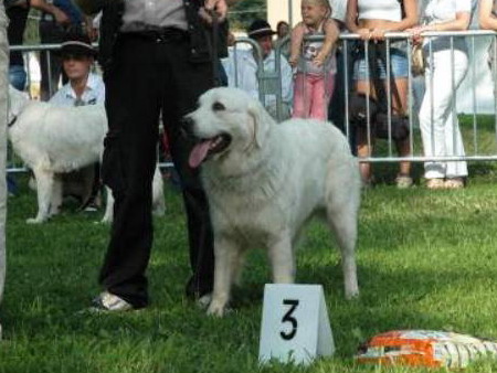 Saba Nutrena Saba Nutrena