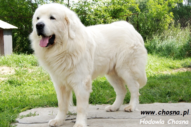 Owczarek podhalański