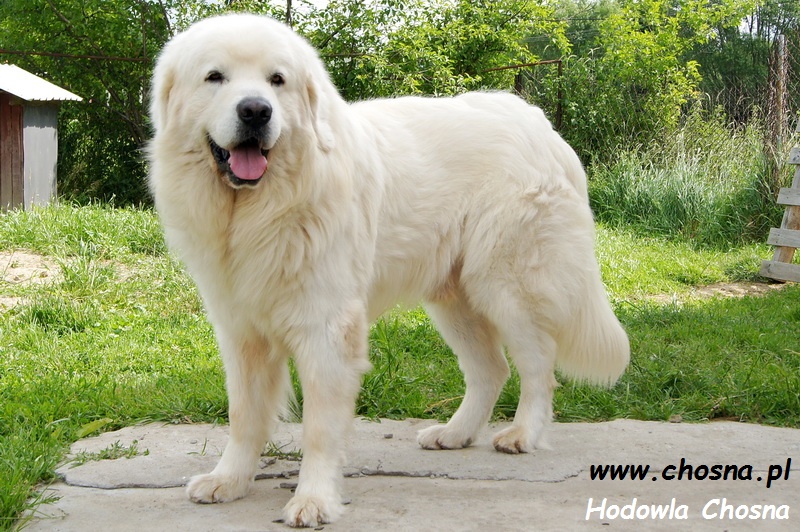 Owczarek podhalański