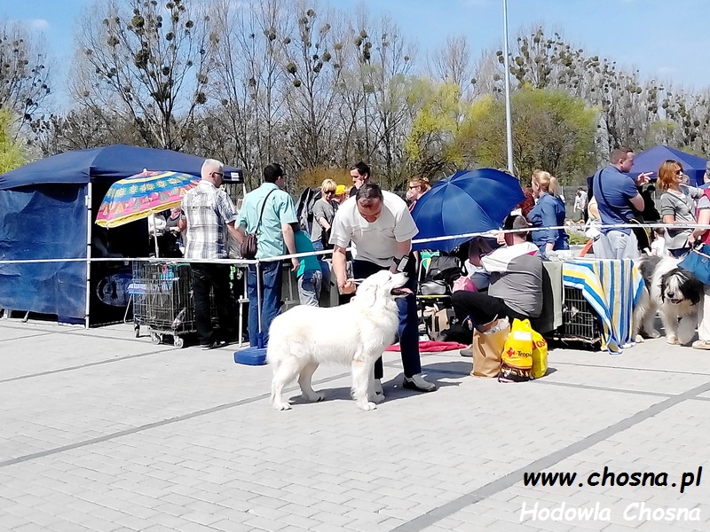 Owczarek podhalański