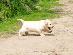 labrador retriever szczeniak 2012